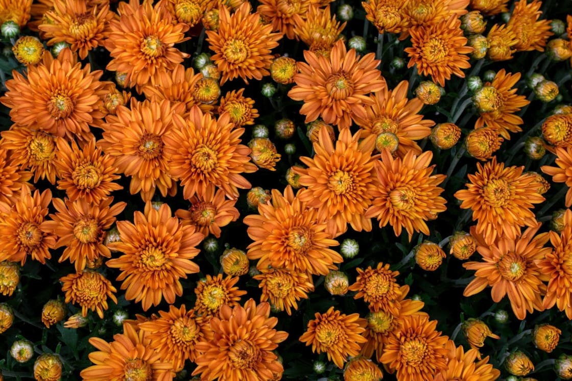 Autumn coloured chrysanthemums