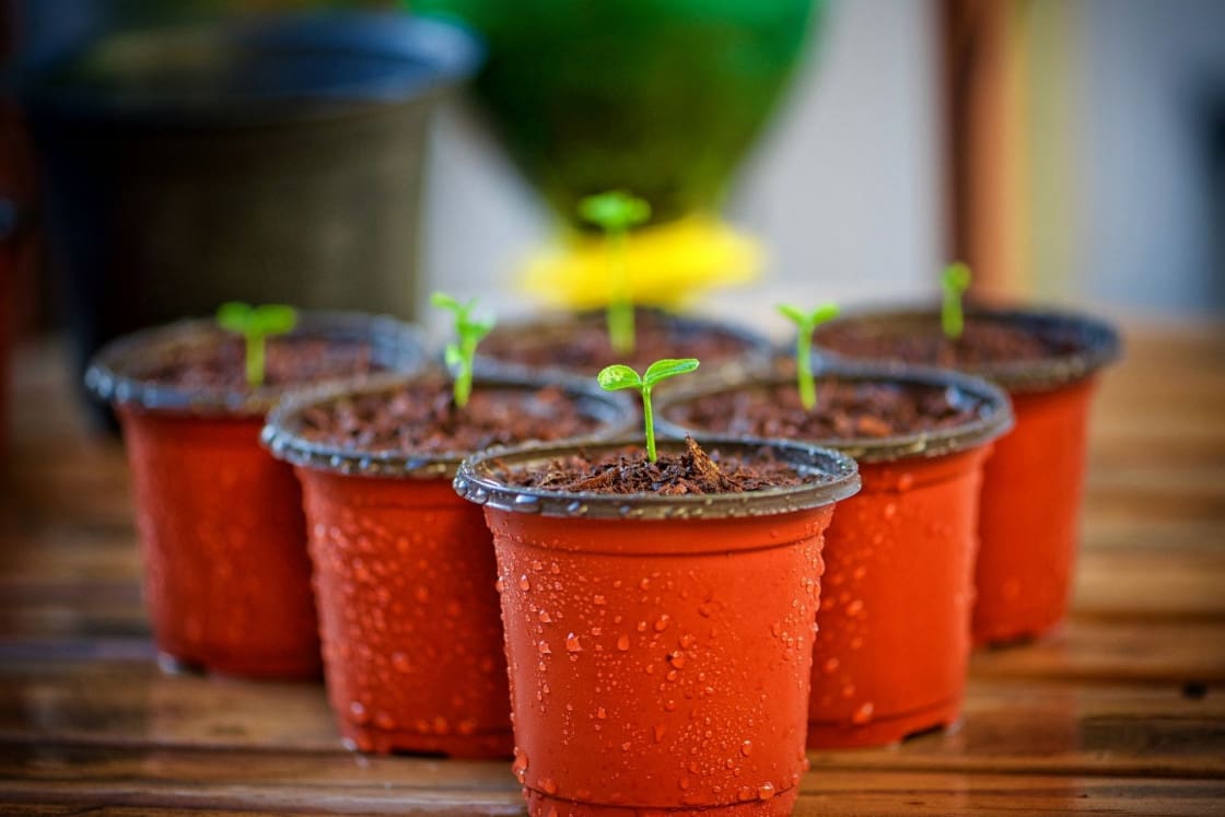 Seedlings in brown pots