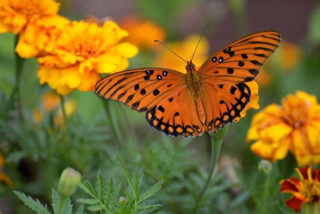 Butterfly friendly garden
