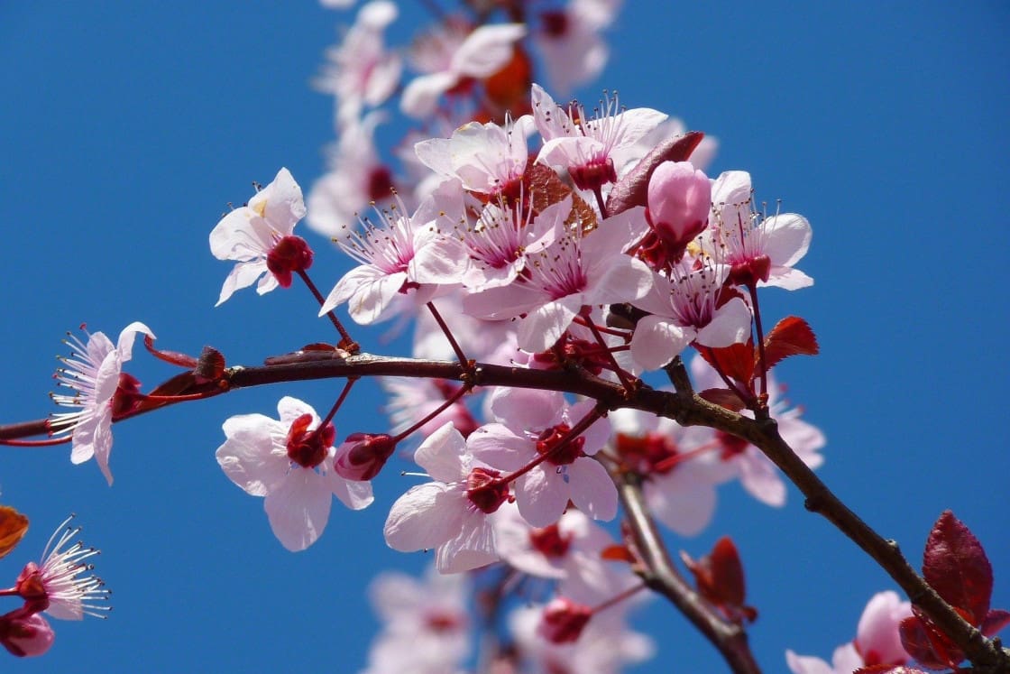 Spring Cherry Blossom - The Garden Design Co