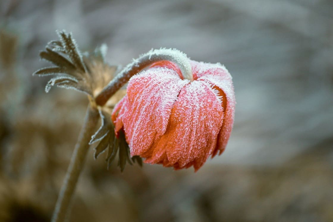 Plant in the frost