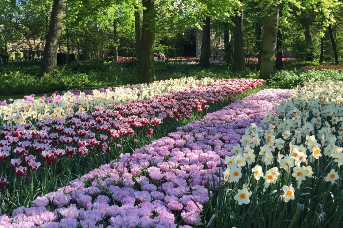 Sunny springtime garden with tulips